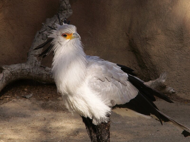 Crested Secretary Bird