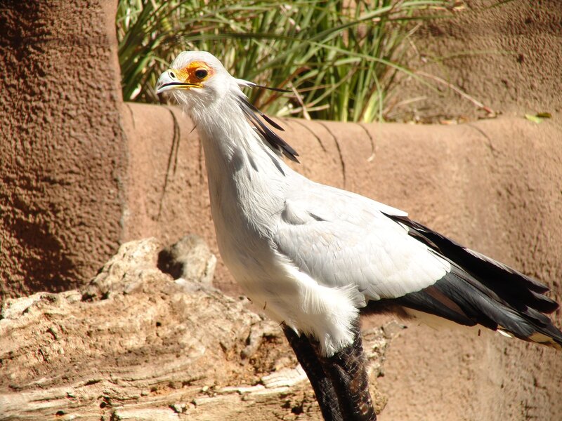 Crested Secretary Bird — White