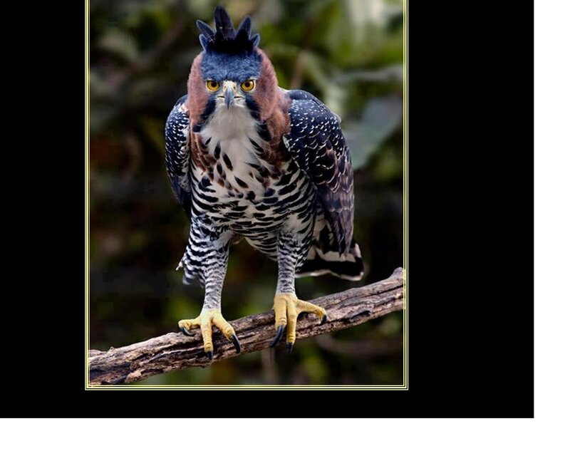 Crested Serpent Eagle — Brown