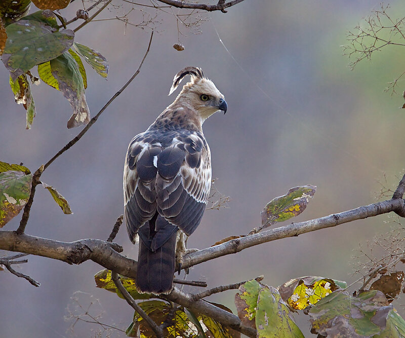 Crested Serpent Eagle