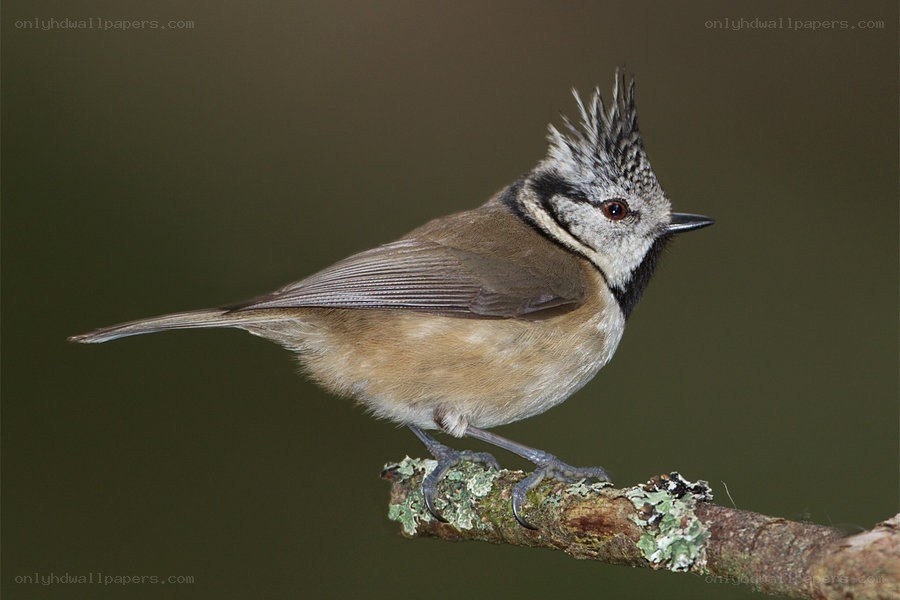 Crested Tit on a branch