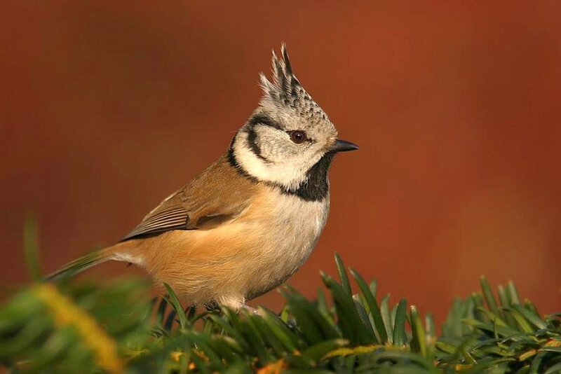Crested Tit on a Branch