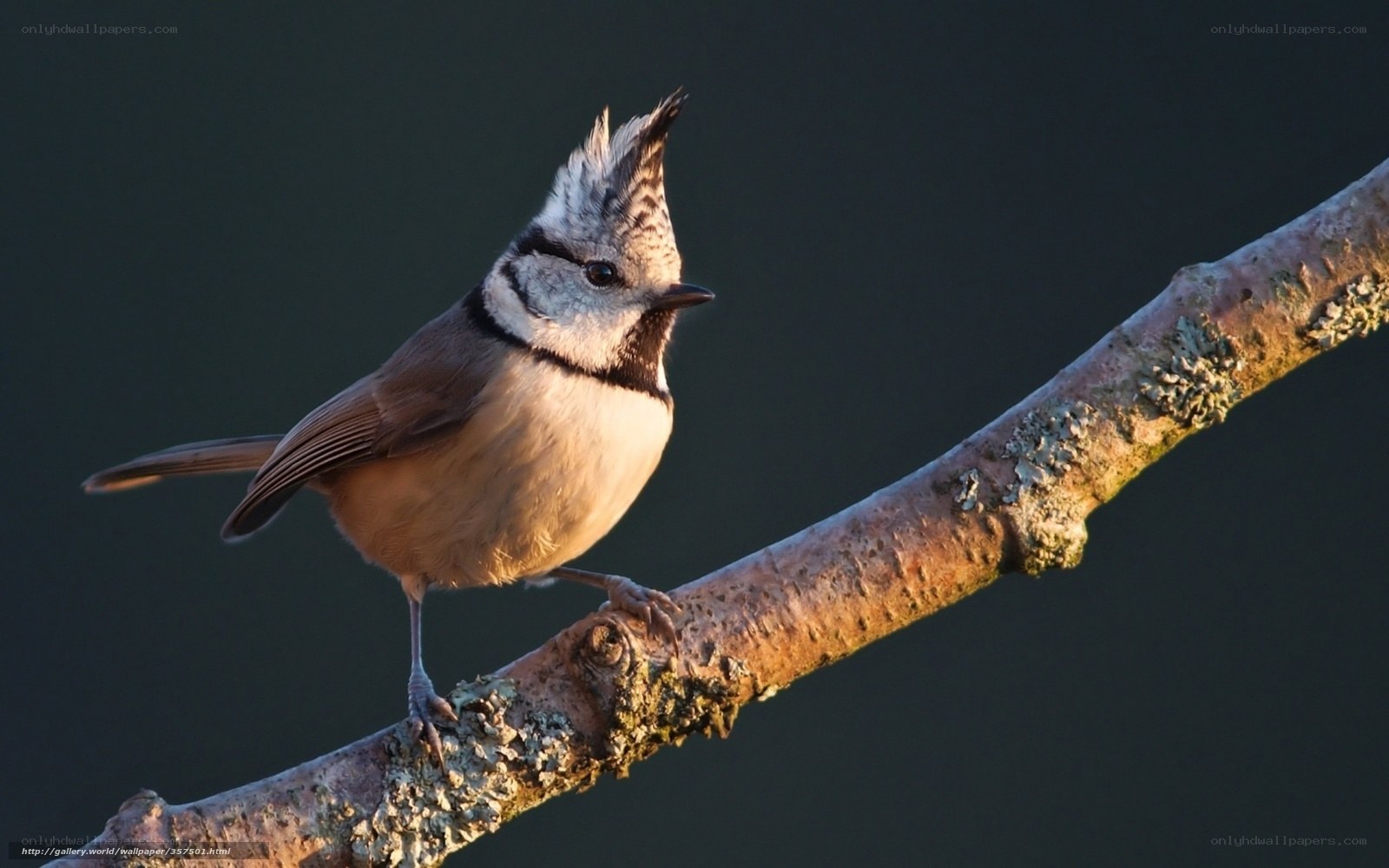 Crested tit on a branch