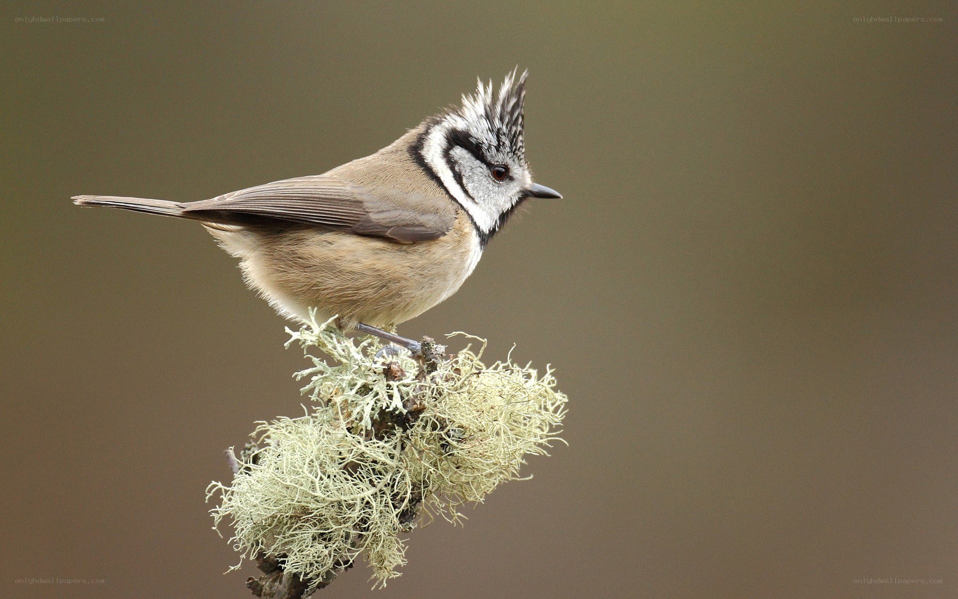 Crested tit on a mossy branch