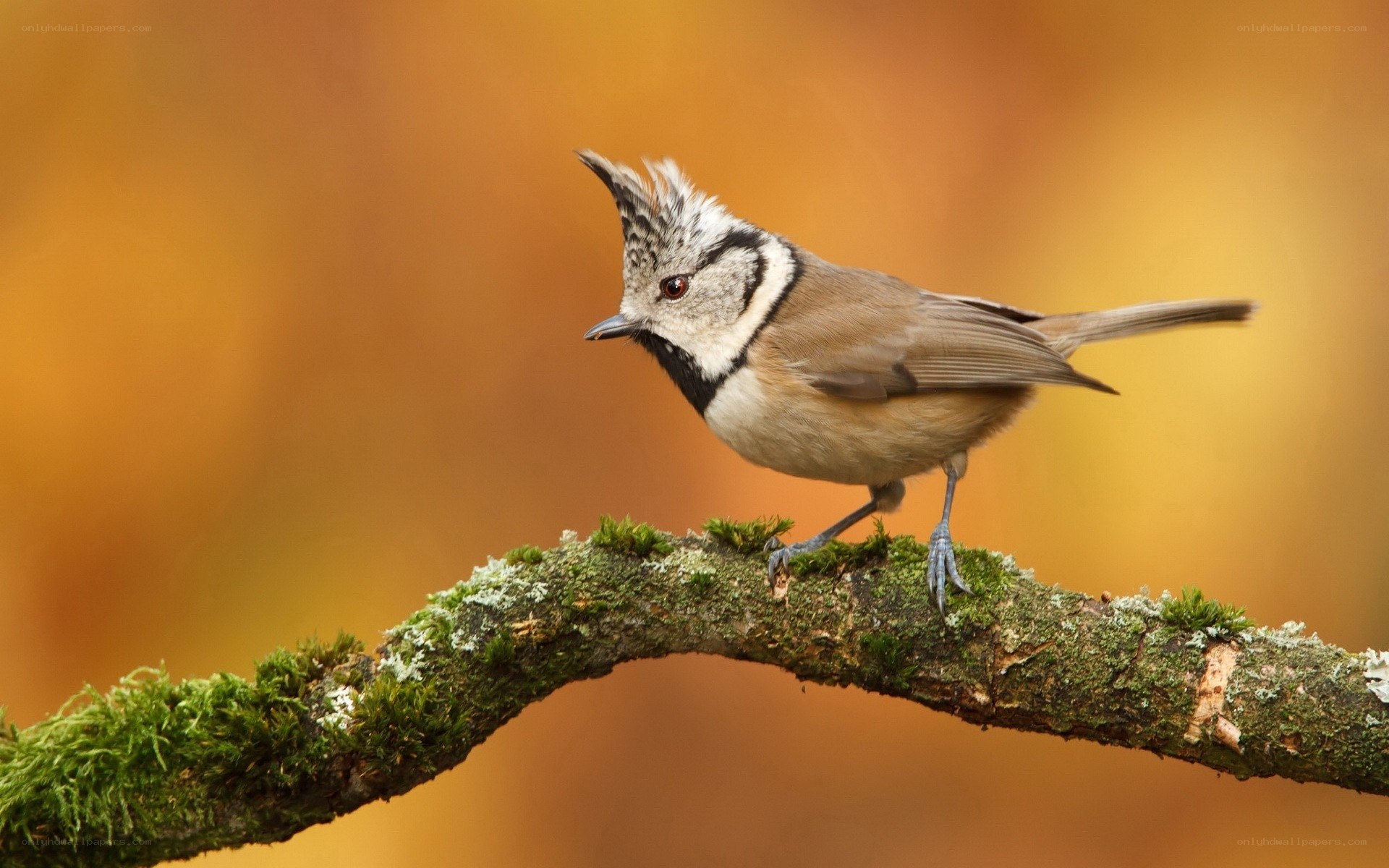 Crested tit on a mossy branch