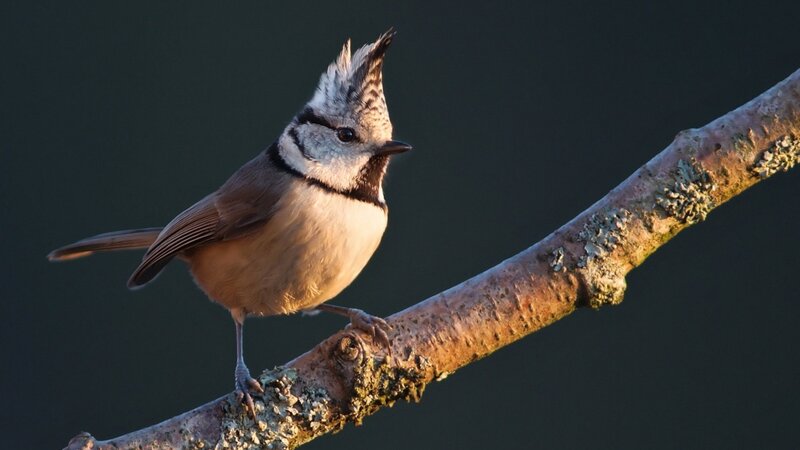 Crested Tit on Branch — Brown, Calm, Sunrise