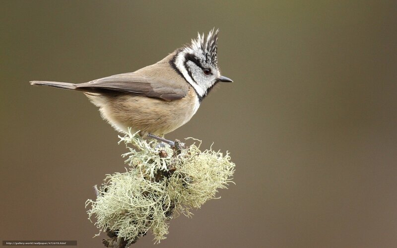 Crested Tit on Branch — Brown, Calm