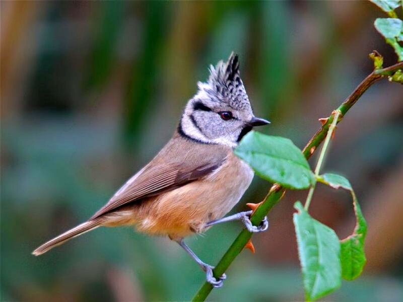 Crested Tit on Branch — Green