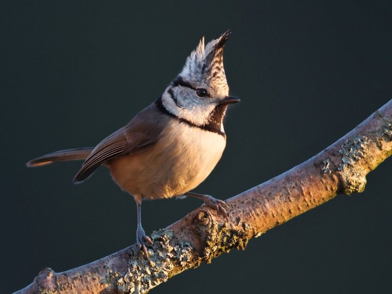 Crested Tit on Branch
