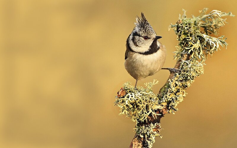 Crested Tit on Branch — Yellow