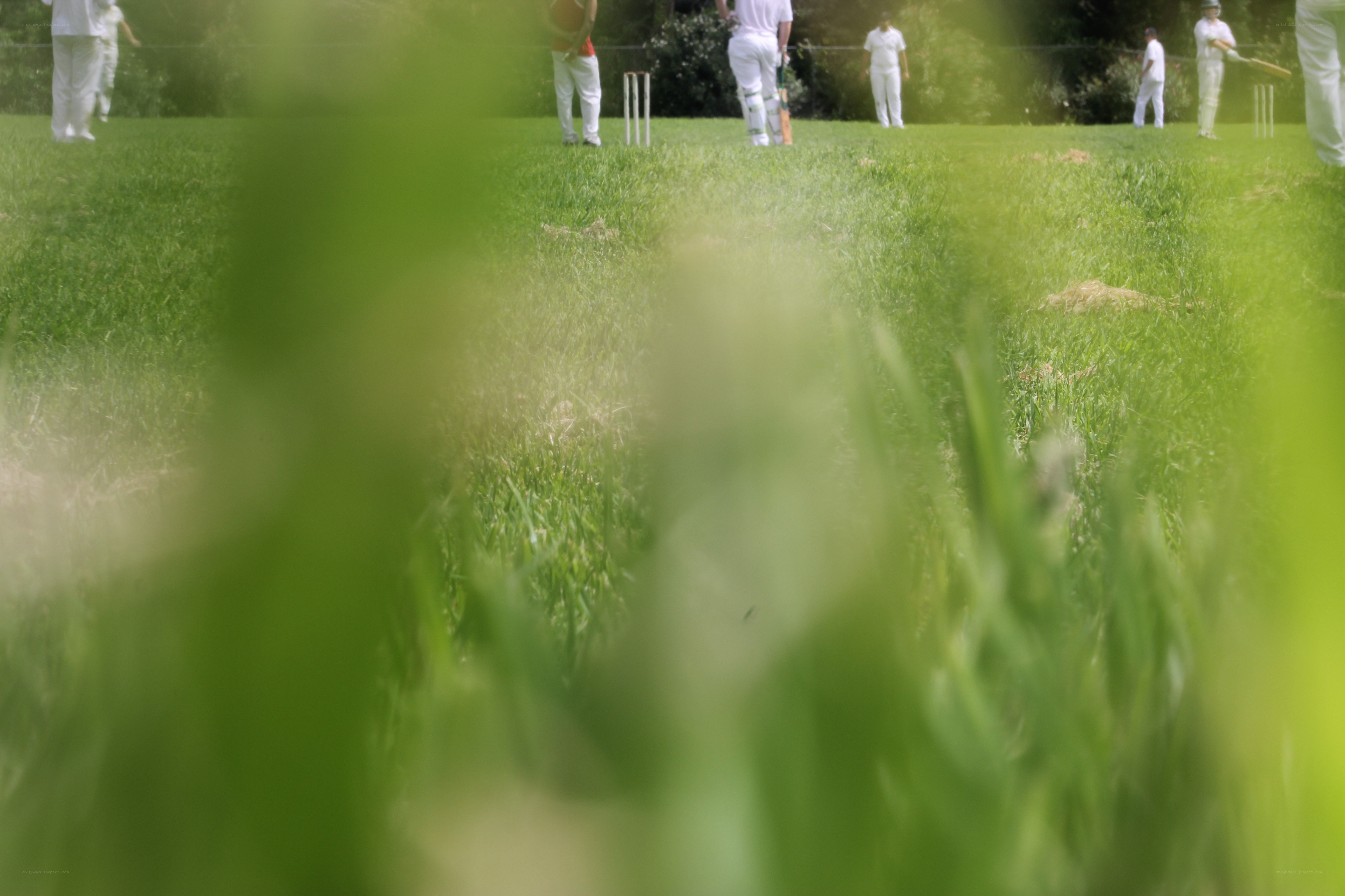 Cricket game on a grassy field