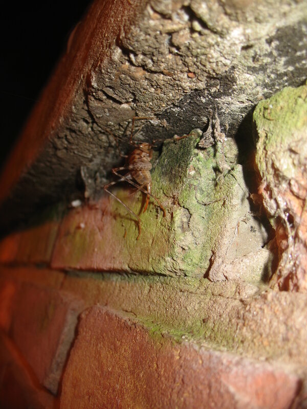 cricket on a brick wall