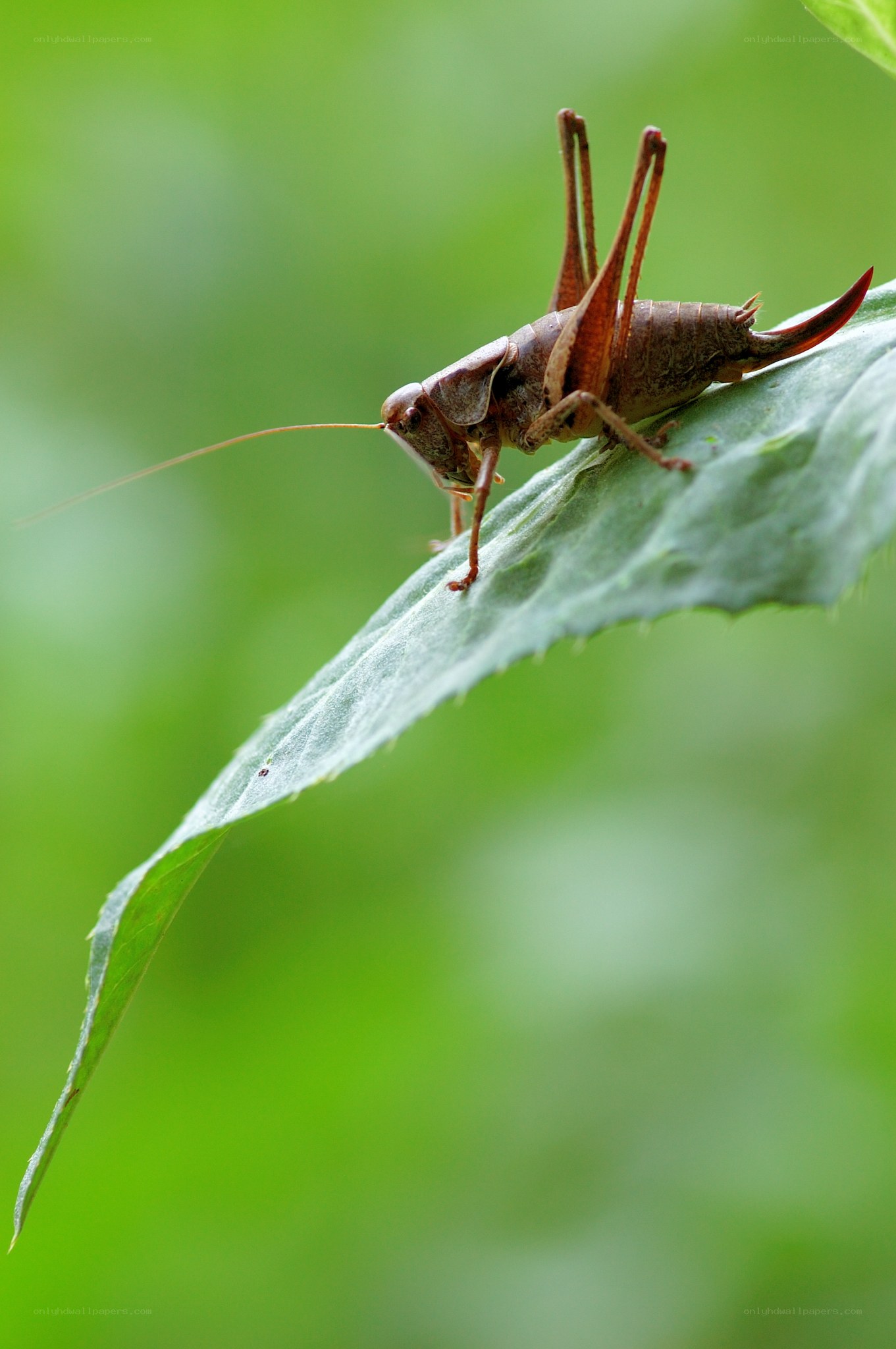 cricket on a green leaf