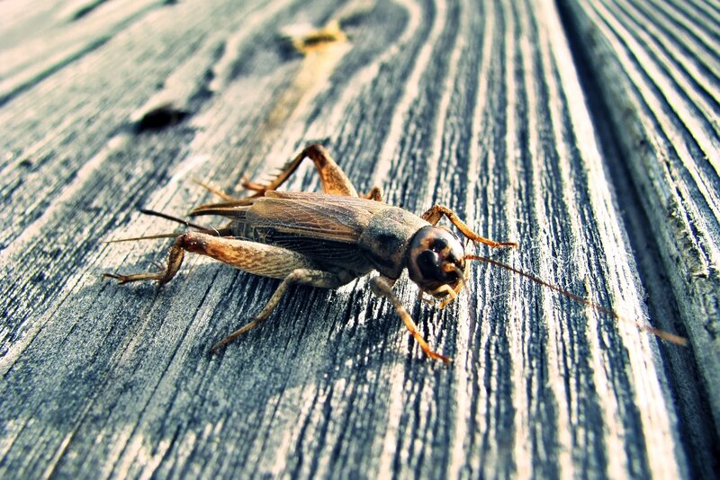 Cricket on Wooden Surface — Brown