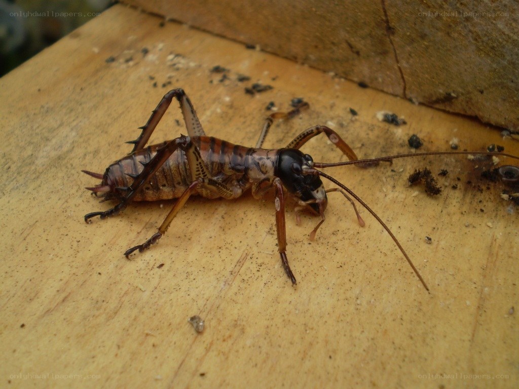 cricket on wooden surface