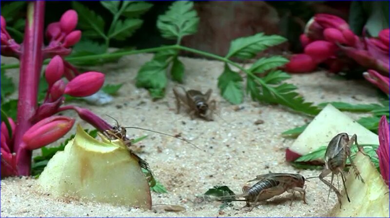 Crickets on Sand