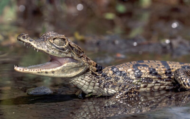 croc baby in water