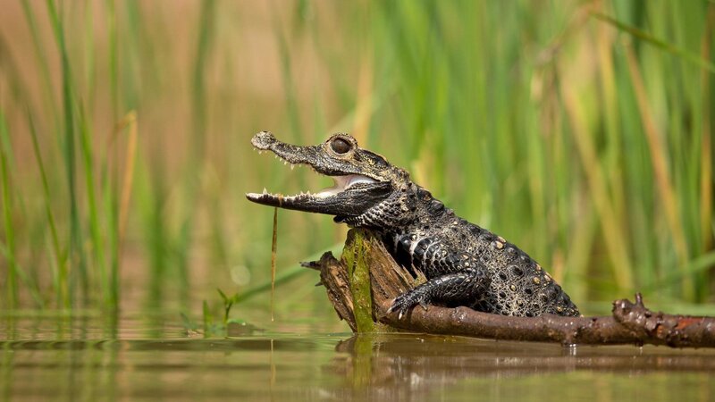 Croc Baby on Log — Green