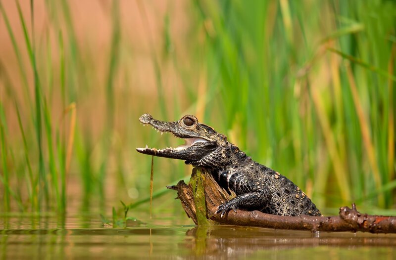 Croc Baby on Log