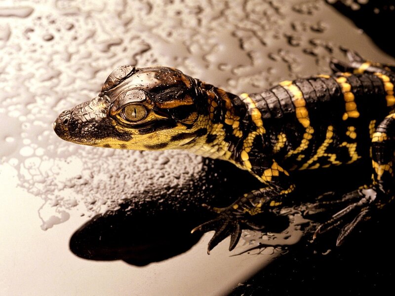 Croc Baby on Wet Surface