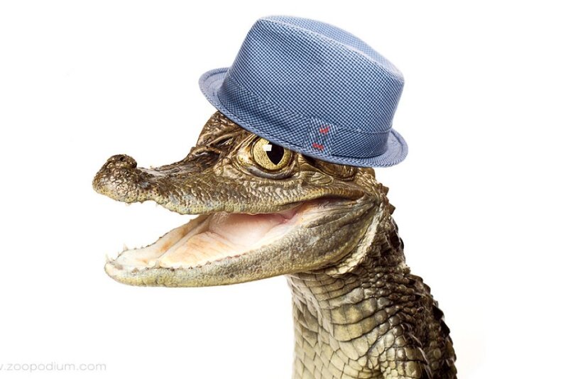 Croc Baby Wearing Hat