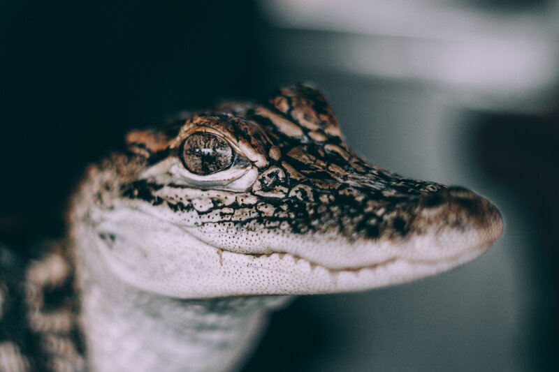 Croc Head Close-up