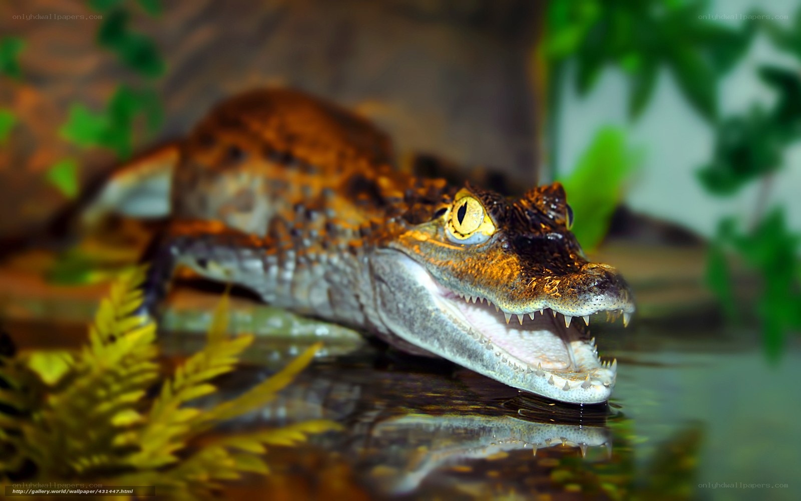 Croc in the water