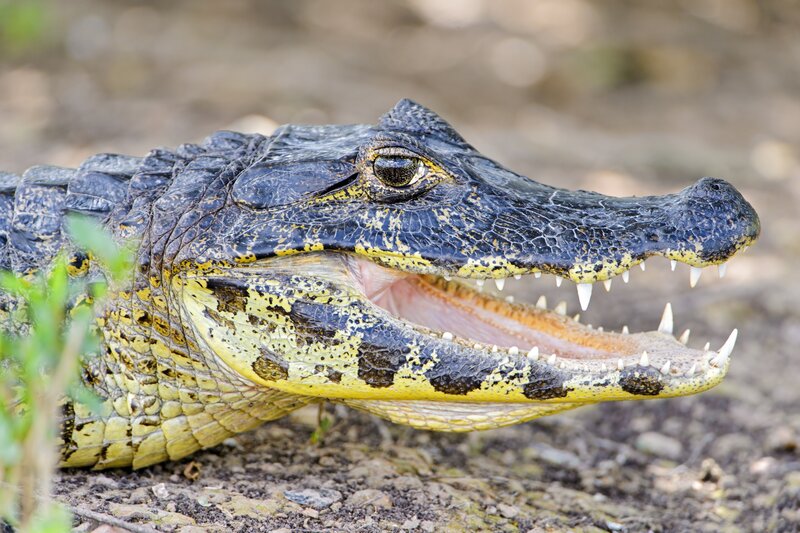 Croc with Open Mouth
