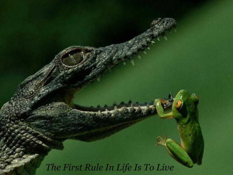 Crocodile and frog in a tense moment