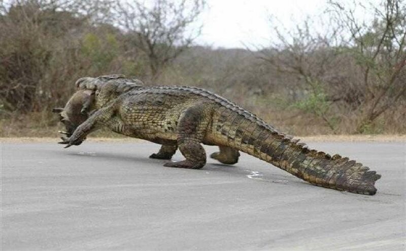 Crocodile Carrying Prey
