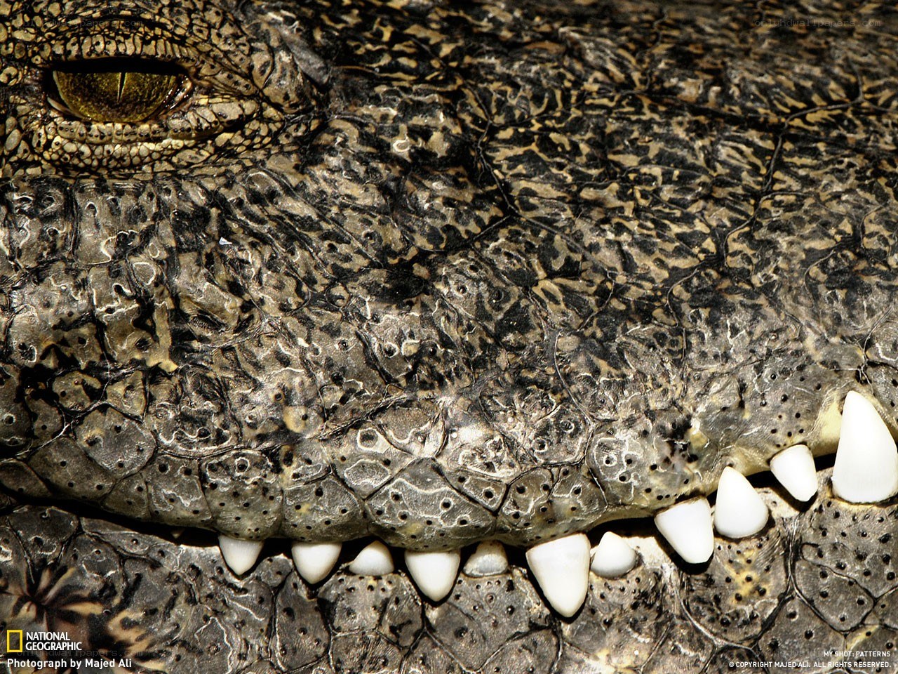 Crocodile close-up with sharp teeth