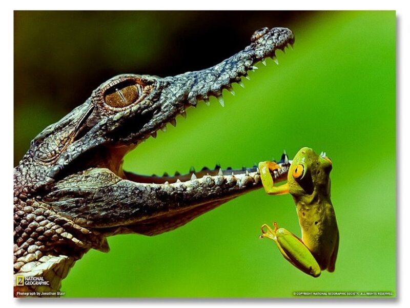 Crocodile Eating Frog — Green