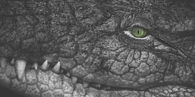 Crocodile Eye Close-up — Black, Intense, Photograph, Teeth