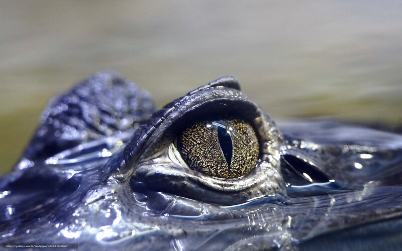 Crocodile Eye Close-up — Black, Intense, Photograph