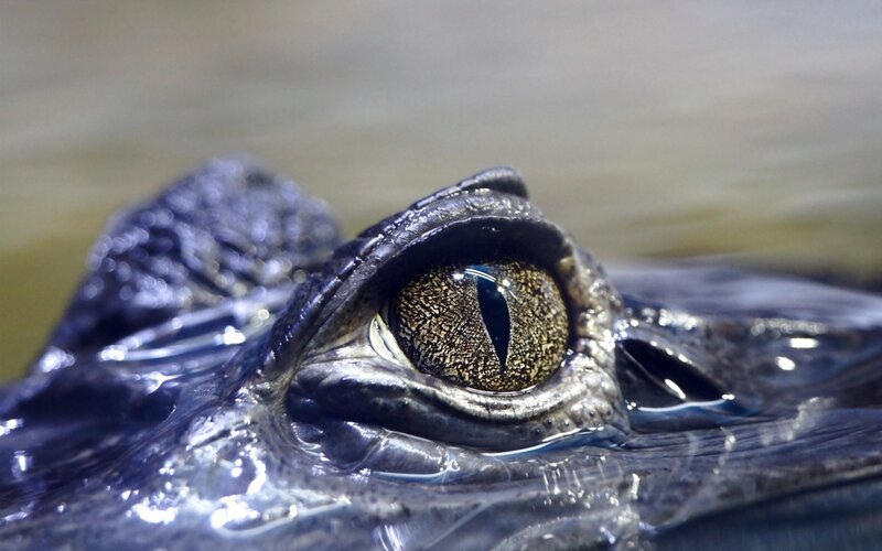 Crocodile Eye Close-up — Black, Intense