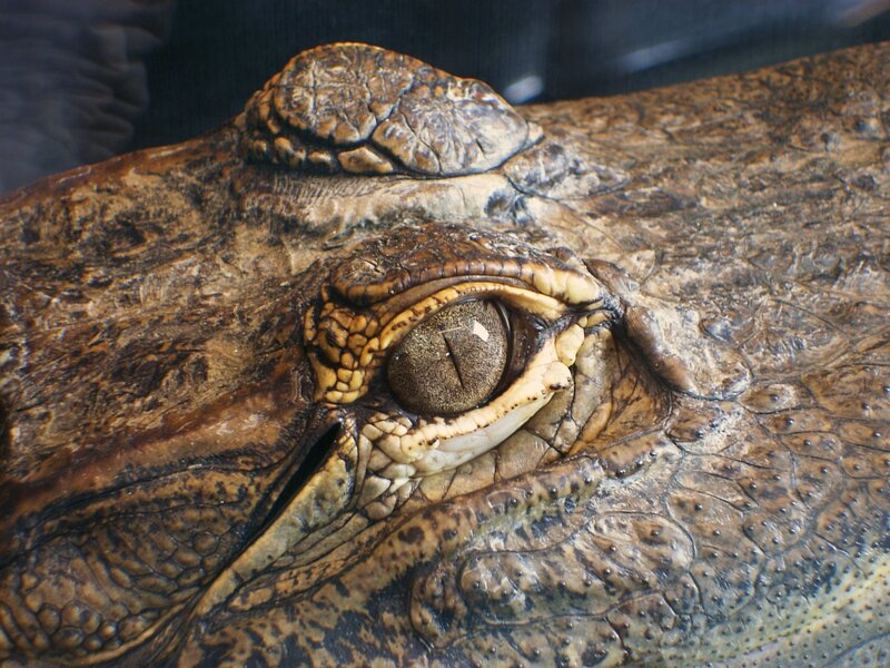 Crocodile Eye Close-up — Brown, Intense, Photograph, Scale