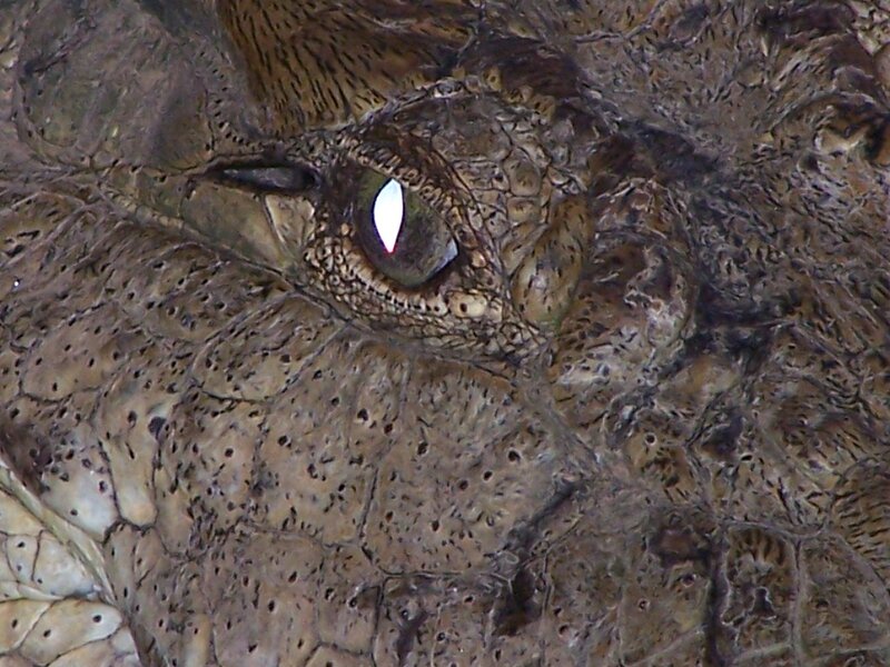 Crocodile Eye Close-up — Brown, Intense