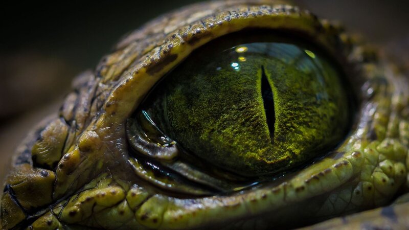Crocodile Eye Close-up — Green, Dramatic