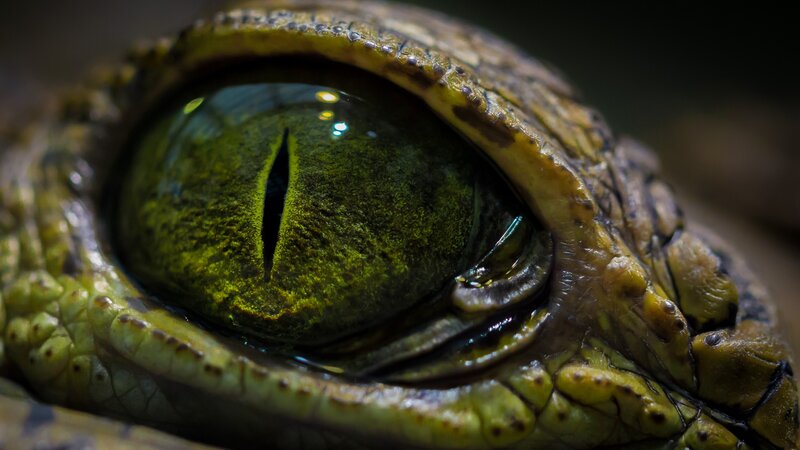 Crocodile Eye Close-up — Green, Intense, Photograph