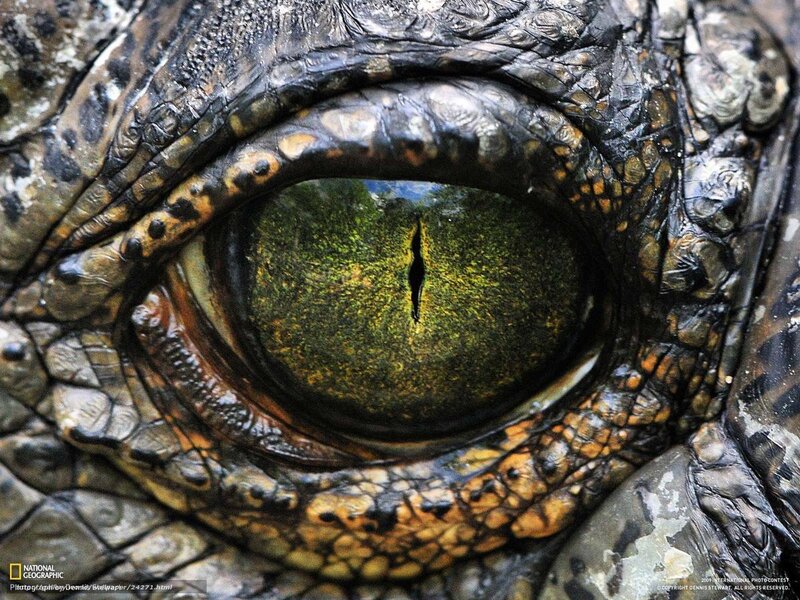Crocodile Eye Close-up — Green