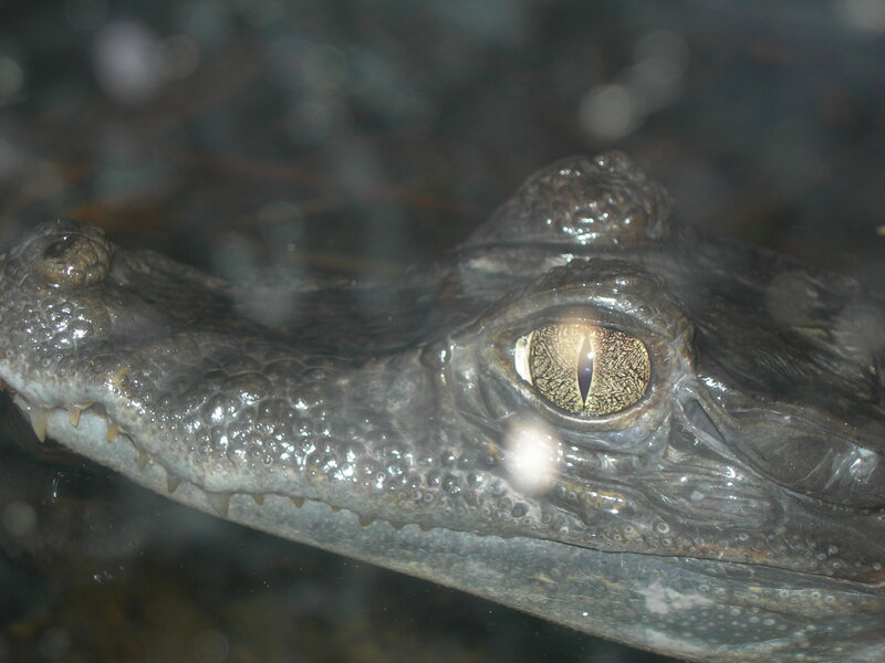 Crocodile Eye Close-up