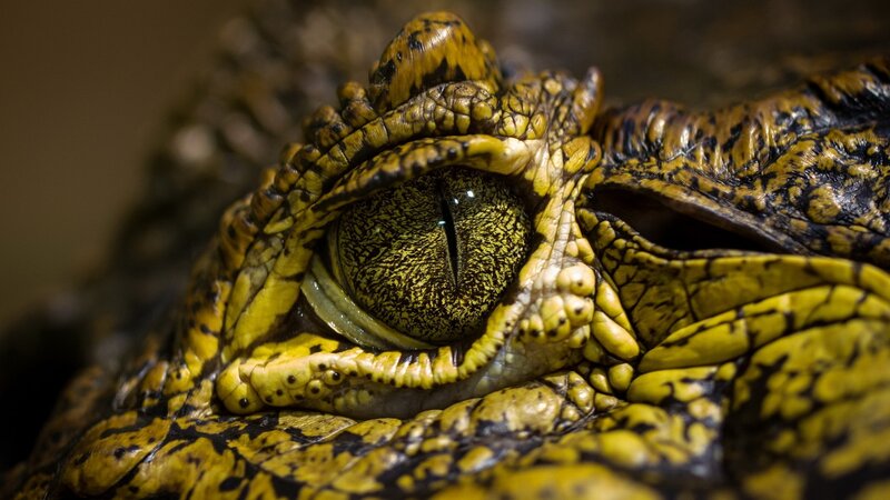 Crocodile Eye Close-up — Yellow, Intense, Photograph