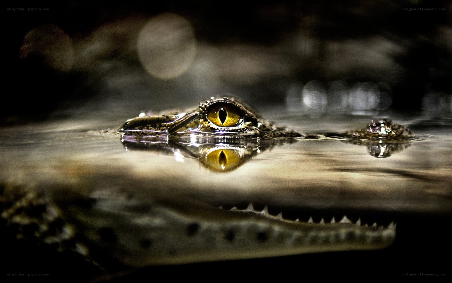 Crocodile eye in water