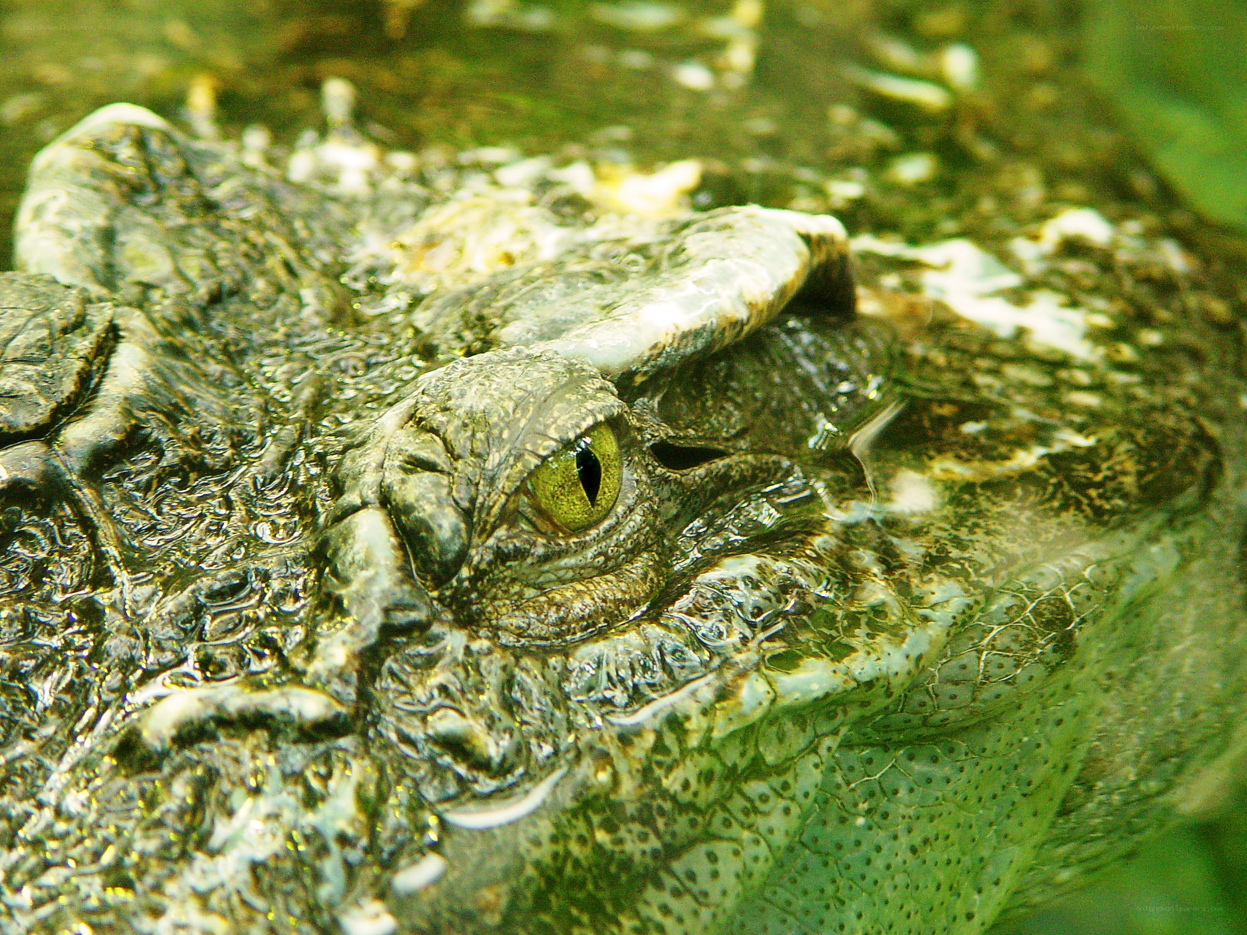 crocodile eye in water
