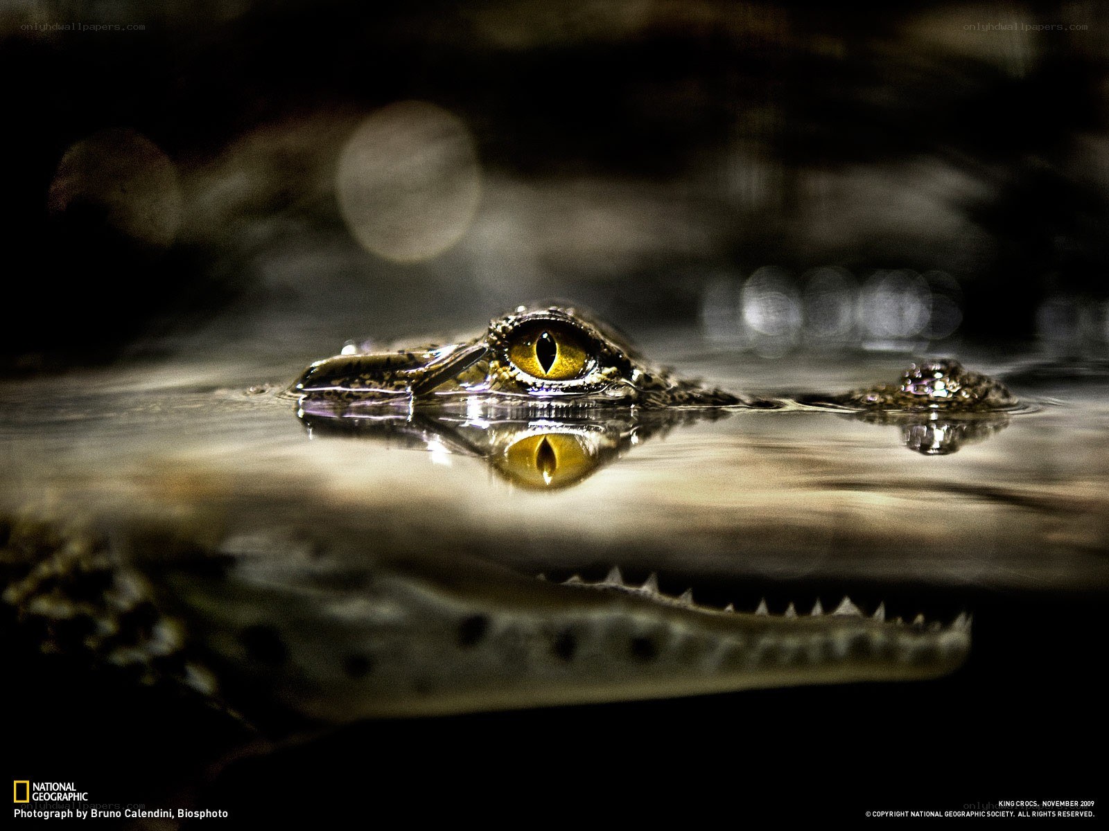 Crocodile eye in water