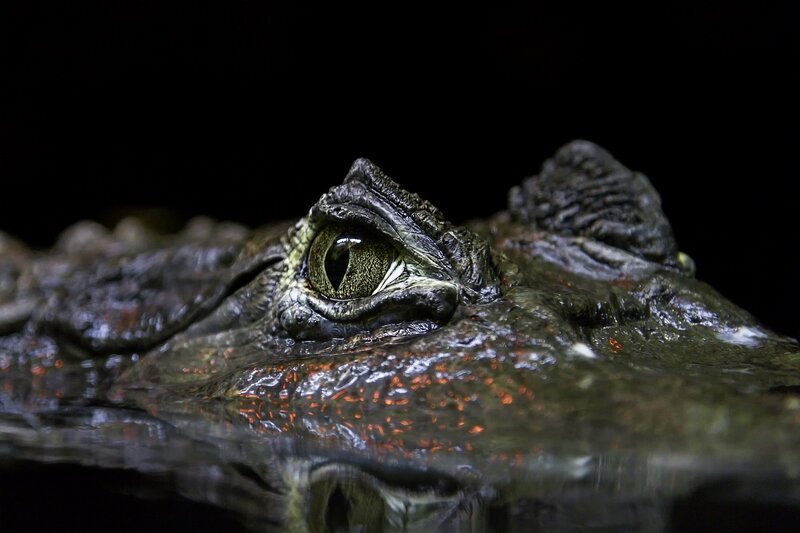 Crocodile Eye in Water — Black
