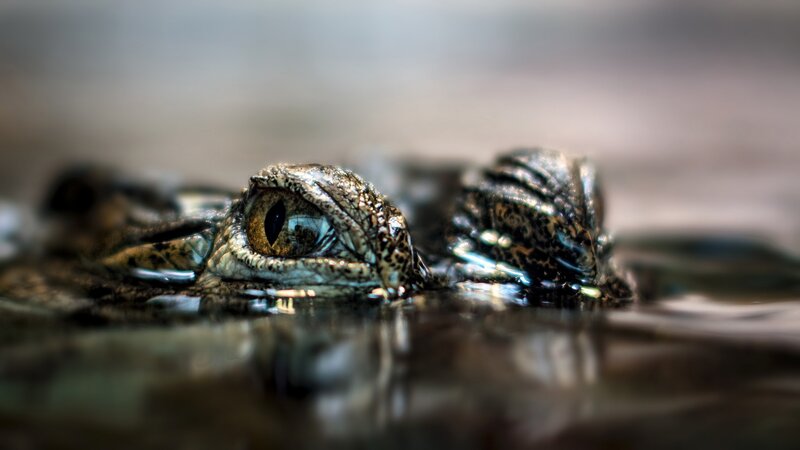 Crocodile Eye in Water — Brown