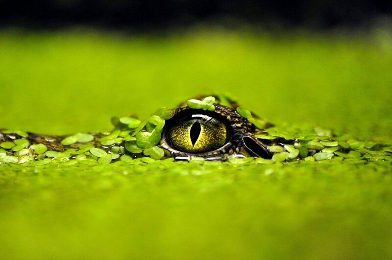Crocodile Eye in Water — Green