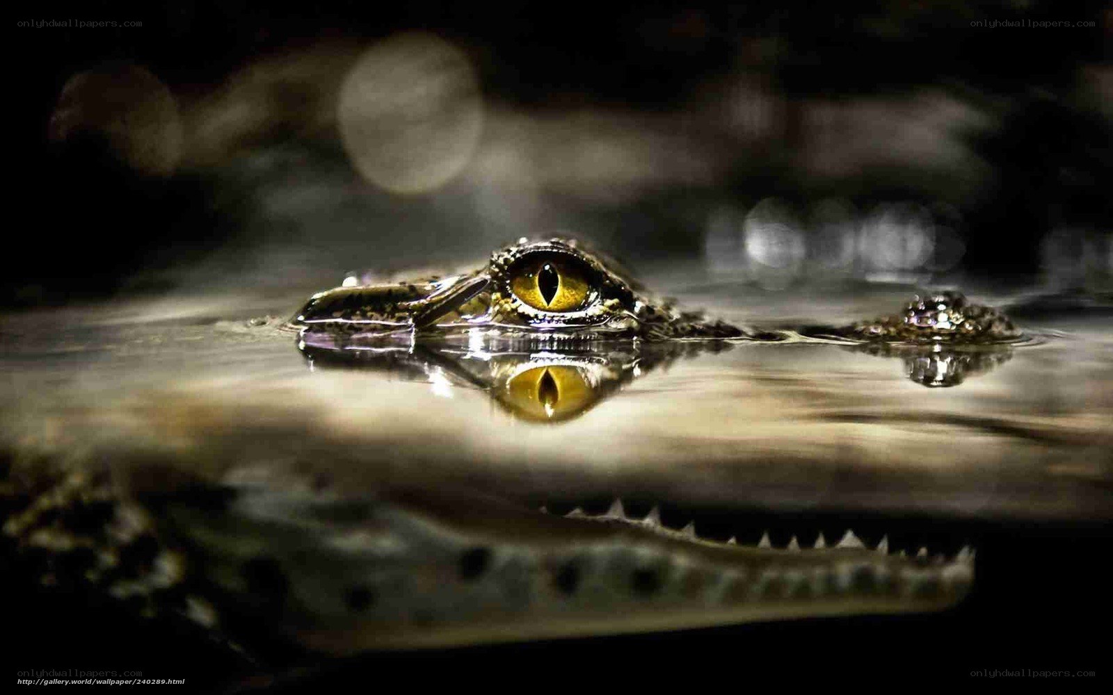 Crocodile eye in water