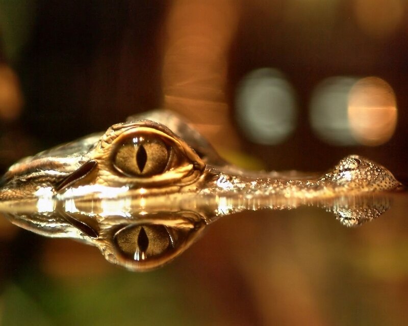 crocodile eye reflection